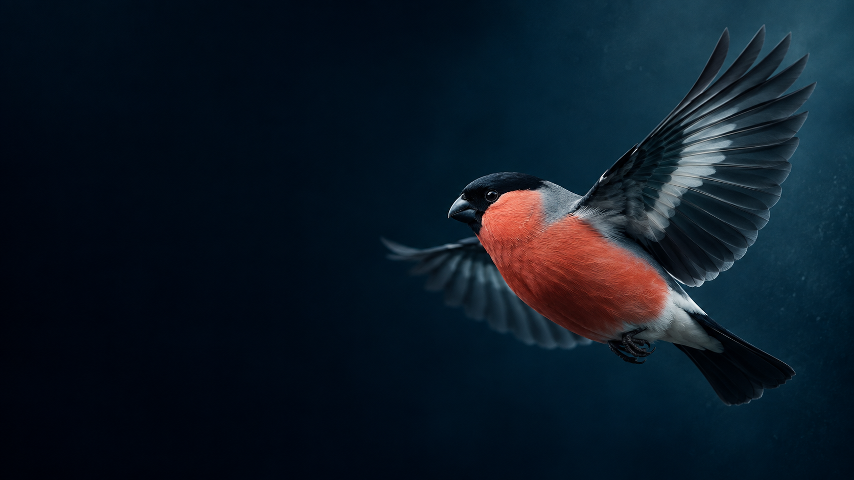 El pájaro de Bullfinch, en movimiento